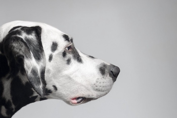 冷めた表情の犬の横顔