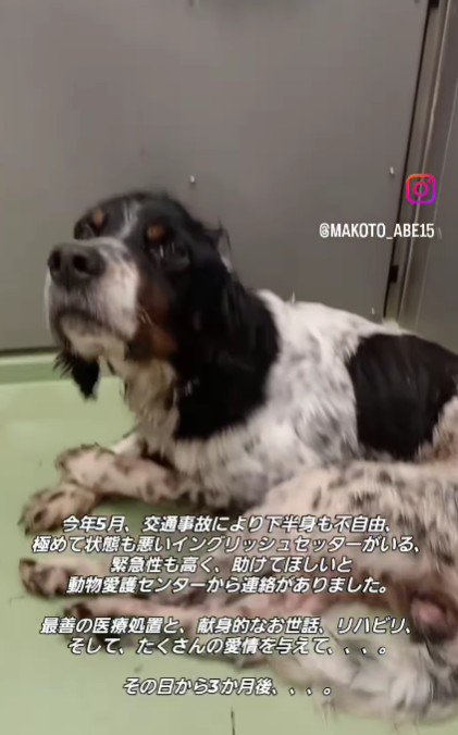交通事故に遭ったセサミちゃん