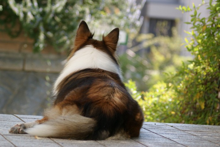 呼んでも反応の薄い犬