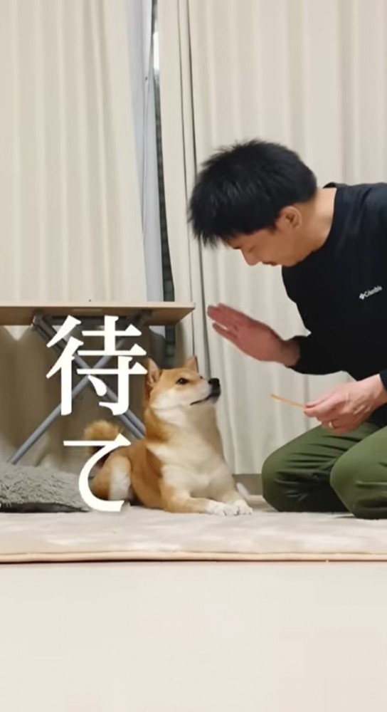 飼い主の手を見る犬