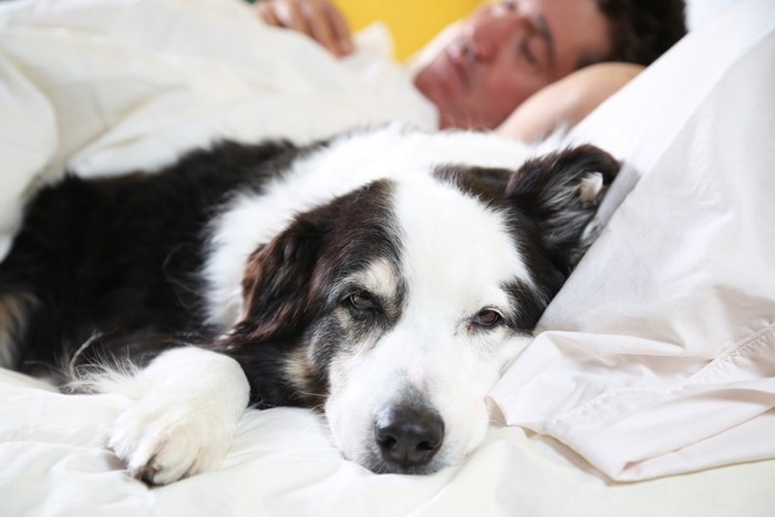 ベッドで眠る犬