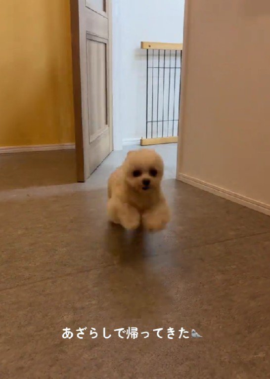 こんなに可愛くなったよ!!