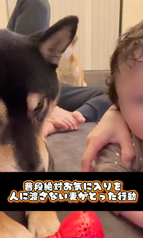 おもちゃを奪った麦ちゃん