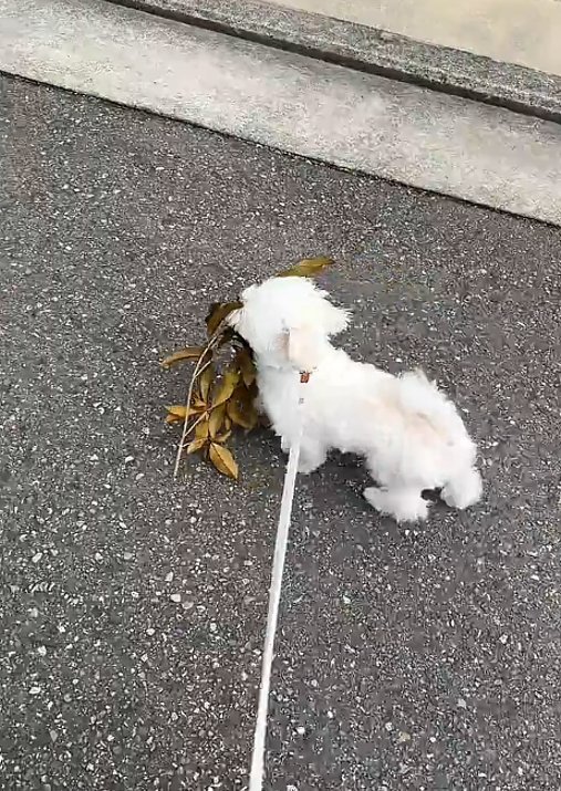 葉っぱを持つ犬3