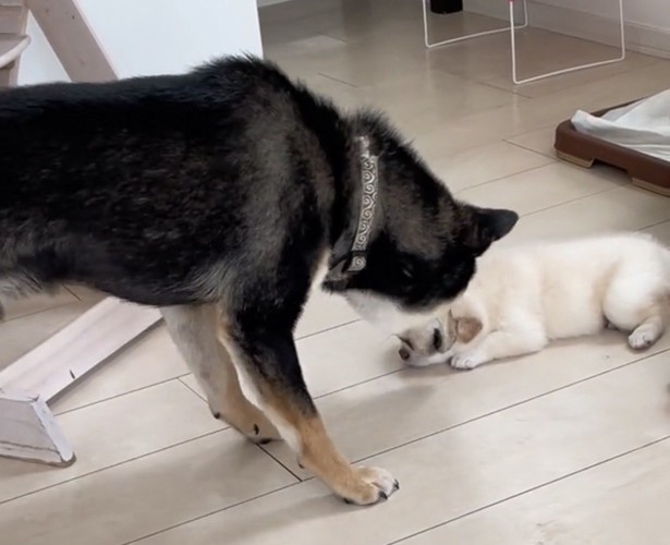 子犬に近づく犬