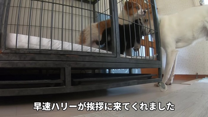 ハリーくんとご挨拶