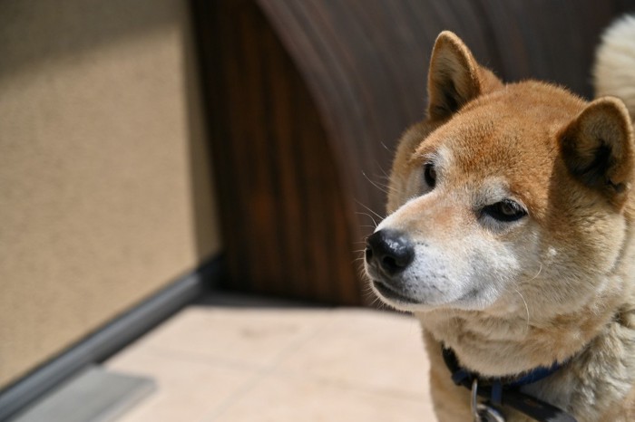 不安げに見つめる犬