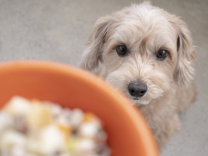 ご飯を見つめる犬