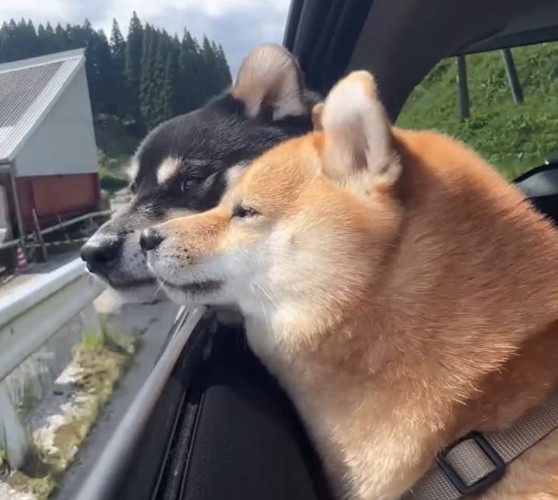 窓から入る風を受けて気持ちよさそうな顔の柴犬2匹