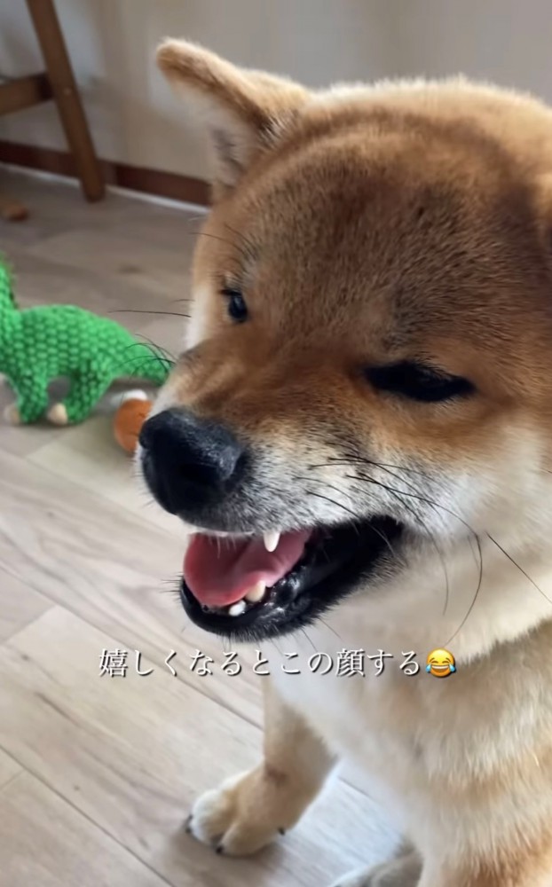 笑顔の犬