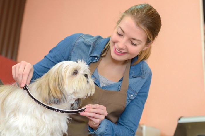 迷子札を犬に付ける女性