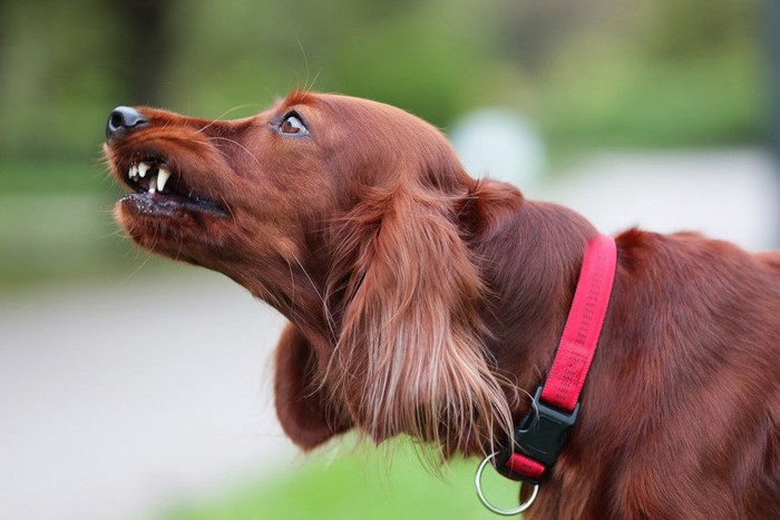 歯を剥き出す犬