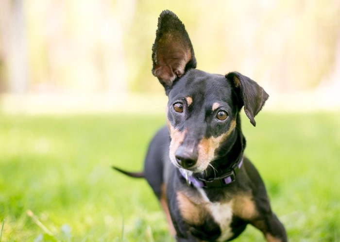 原っぱにいる犬