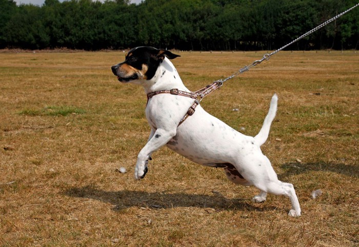 二本足で立つ犬