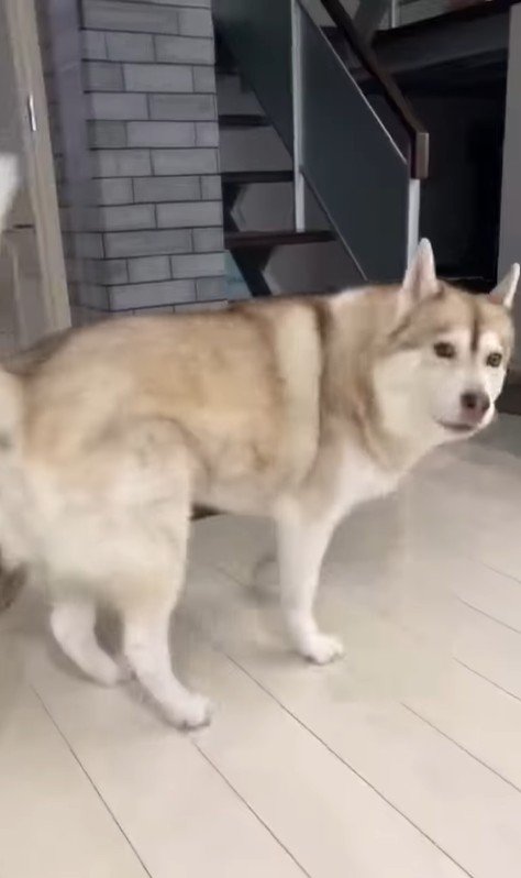 寧々ちゃん＆茶々ちゃんのお出迎え3