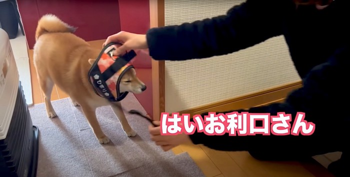 ハーネスをつける柴犬