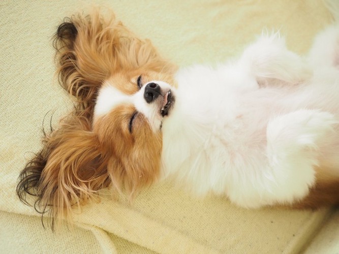 仰向けになって眠る犬