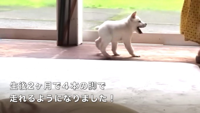 4本足で歩けるように！