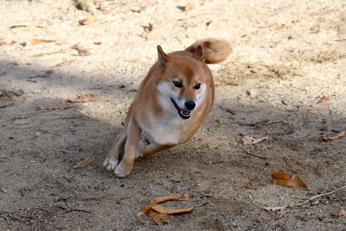 柴犬の猛ダッシュ