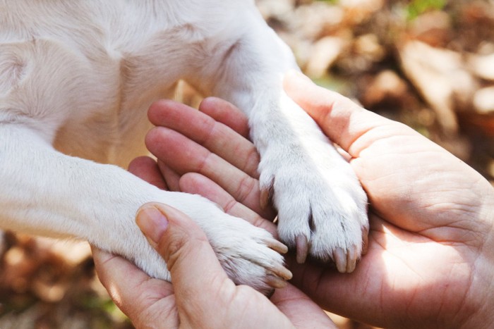 飼い主さんの手に乗る犬の前足