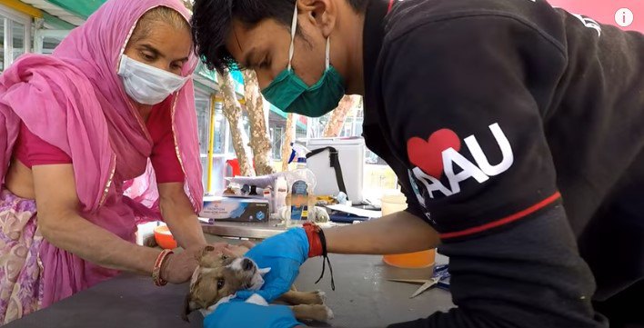 子犬の治療をします