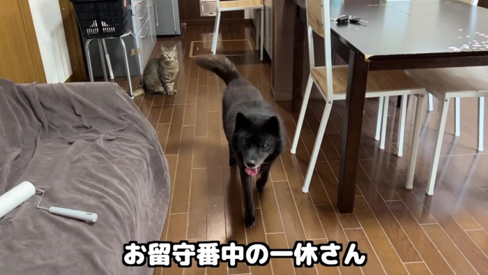 パパと一緒にお留守番