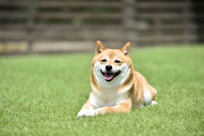芝の上に座る犬