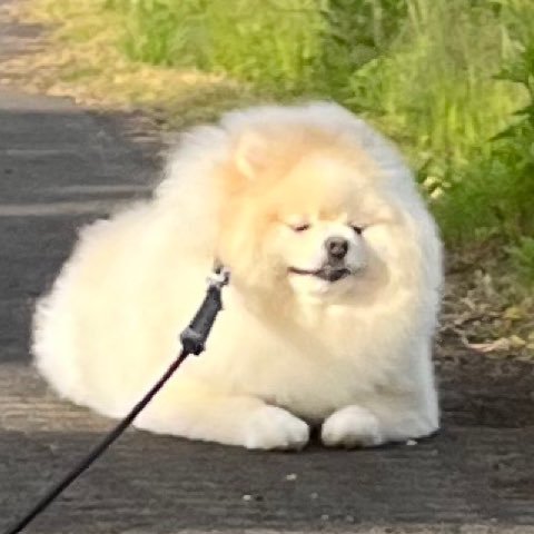 尊すぎる