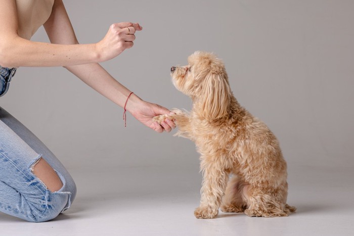 犬におやつを使って前足を触れる