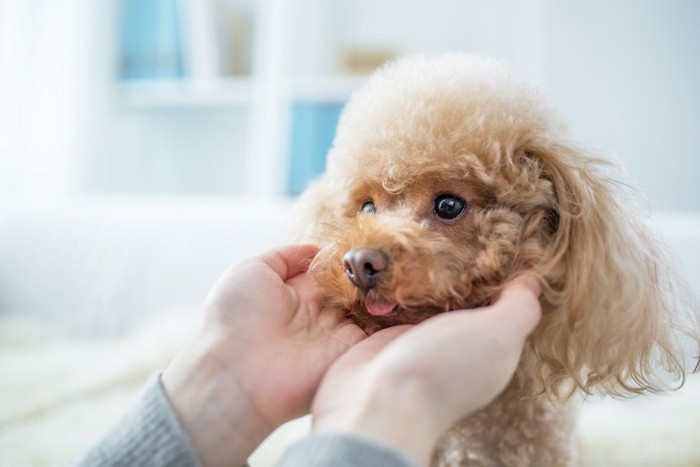 両手で犬の顔を包む人