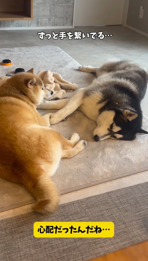 ハスキー犬の前足に自分の前足をくっつける柴犬
