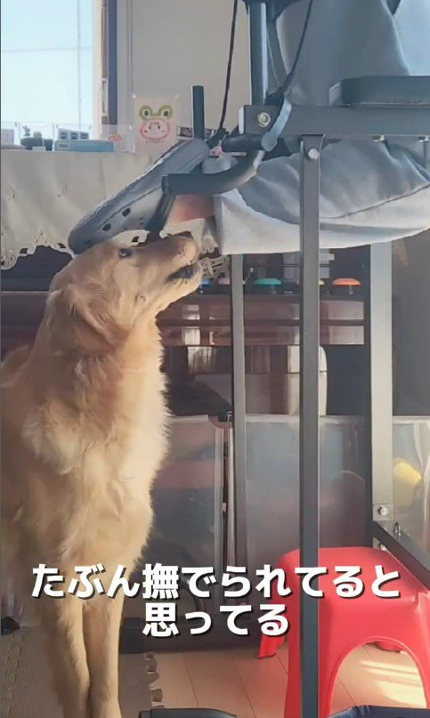 筋トレ中の飼い主さんとおさる君4