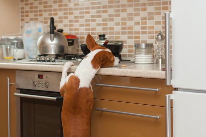 キッチンのガス台に登ろうとしている犬