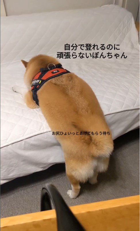 甘えるぼんちゃん