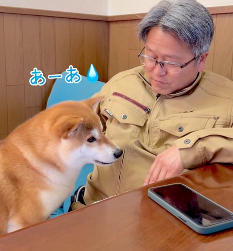 がっかりする柴犬