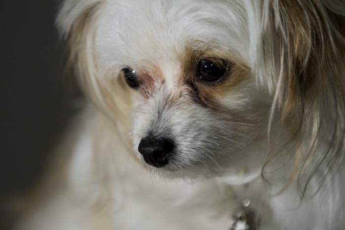 俯いて悲しげな表情の犬