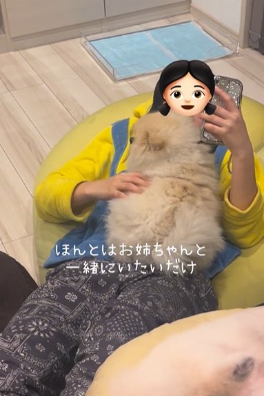 仰向けの女の子のお腹に乗るポメラニアン