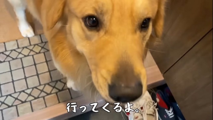 飼い主を見つめる犬