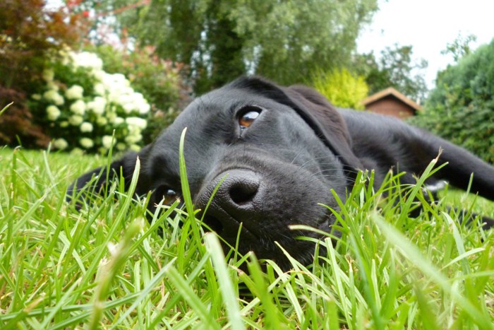 芝生に寝転がる犬