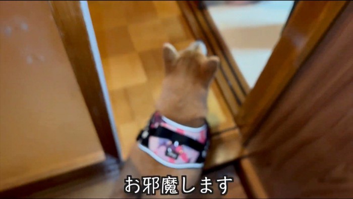 祖父母の家に上がる犬