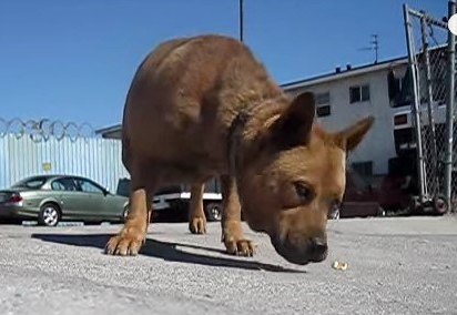 地面の食べ物を拾う犬