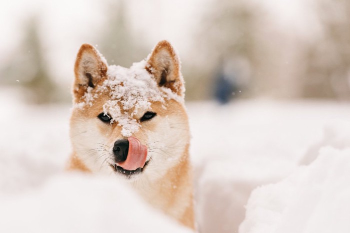 雪の中を散歩する柴犬