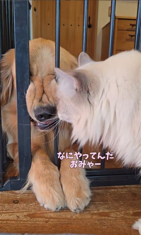 柵に挟まってくつろぐサンタくん2