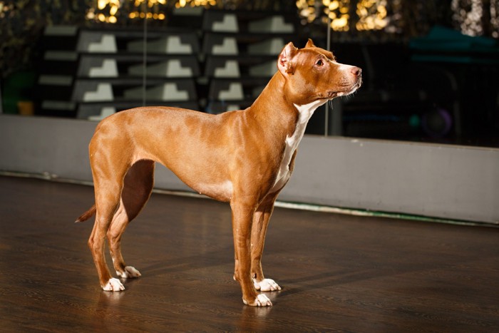 横向きに立っているアメリカン・ピット・ブル・テリア