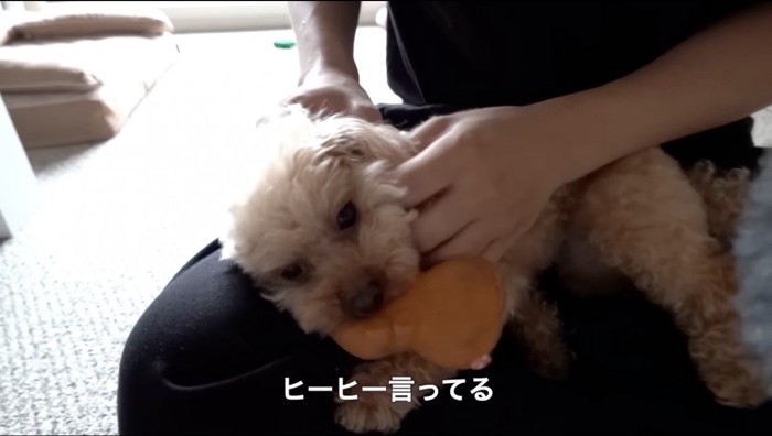 男性の膝の上でおもちゃを噛む犬