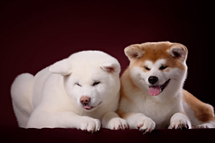 伏せている2頭の秋田犬