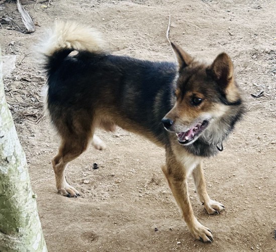 川上犬