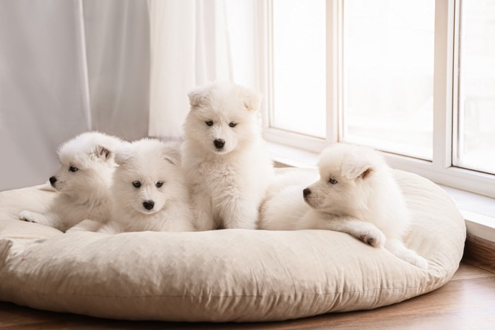 犬用ベッドの上で並ぶ4頭のサモエドの子犬
