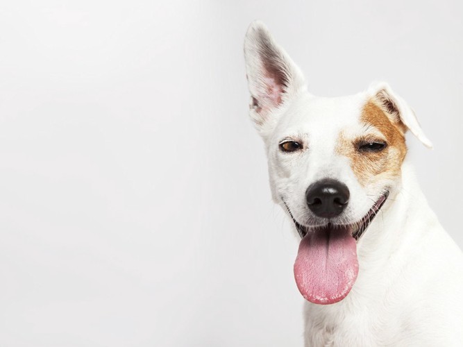 立ち耳と折れ耳の犬