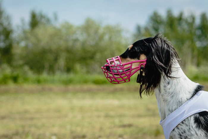 マズルガードをつけた犬